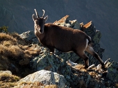 Salita dai Roccoli di Loria sul MONTE LEGNONE, 2609 m. - FOTOGALLERY